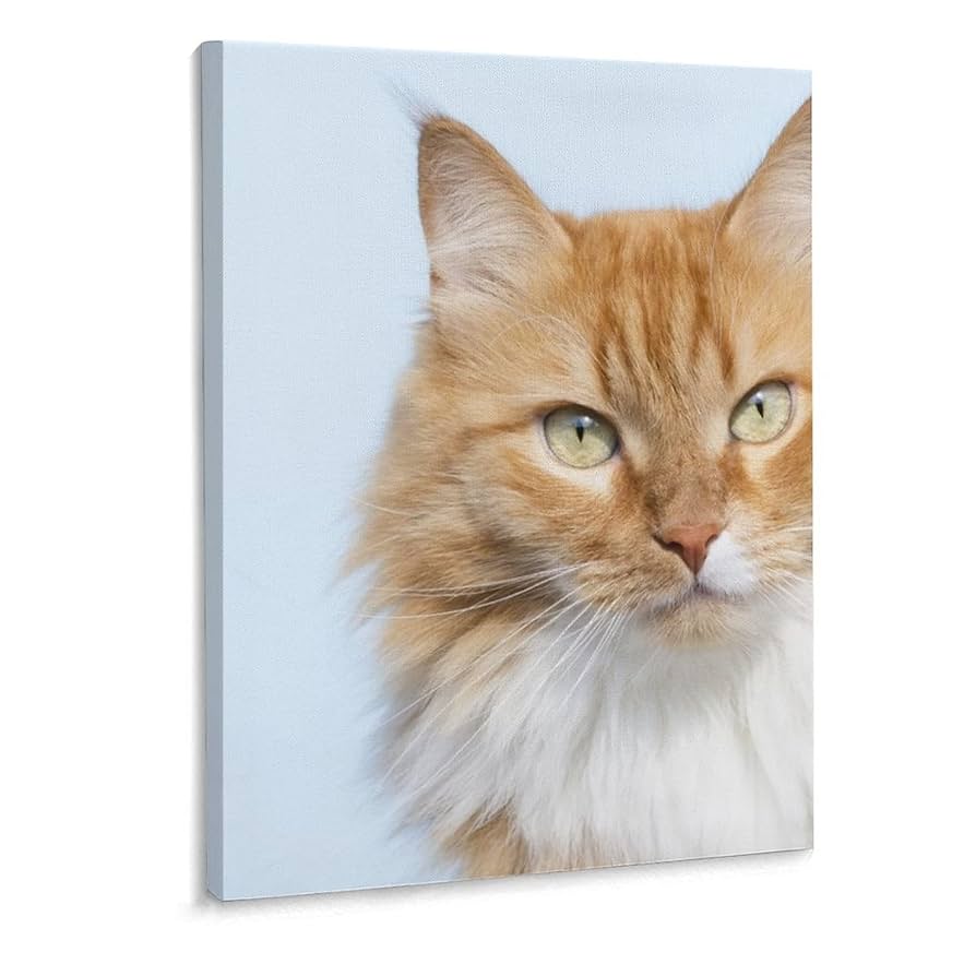 Amazon.co.jp: 猫 ノルウェージャン・フォレスト・キャット